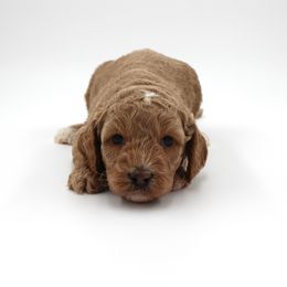 Apollo - Gold male Australian Cobberdog puppy in Bellingham, Minnesota from Whispering Prairie Australian Cobberdog