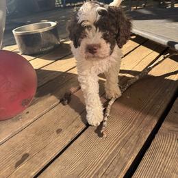 Ash - Off-white male Lagotto Romagnolo puppy in Westlake, Oregon from Premier Truffles
