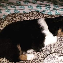 Australian Shepherd Puppies from Diamond Aussies N the Rough