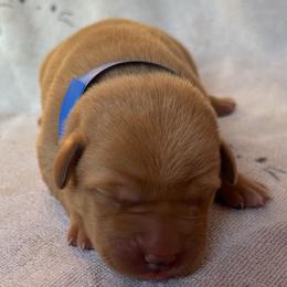 Shelby - Yellow female Labrador Retriever puppy in Alcester, South Dakota from R-Team