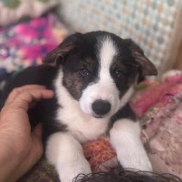 Valentine - Black and white male American Corgi puppy in Los Angeles, California from Cal Beach Corgis
