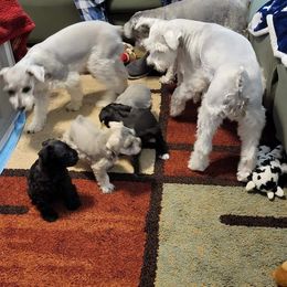 Miniature Schnauzer All Grown Up from Sonia's Pack Schnauzers for ever.