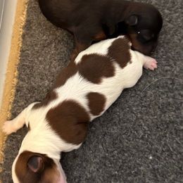 Havanese puppies from Dreamworks Havanese
