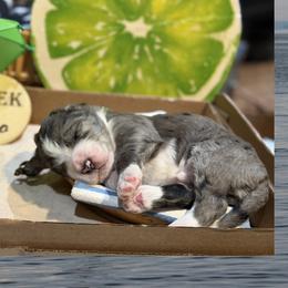 Ripple - Merle male Bernedoodle puppy in Coopersburg, Pennsylvania from Deutsch Hund Haus
