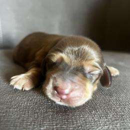 Tommy - Chocolate and tan male Dachshund puppy in Highland, California from BAES Teufelshunde