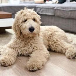 Bernedoodle puppies from Doting Doodles