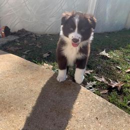 Australian Shepherd Puppies from Double A Aussies