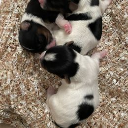 Biewer Terrier and Yorkshire Terrier Puppies from Yorkie Town California