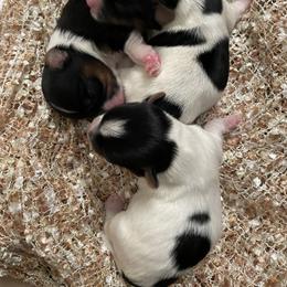 Biewer Terrier and Yorkshire Terrier Puppies from Yorkie Town California