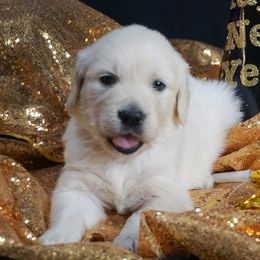 Golden Retriever Puppies from White Diamond Retrievers in the Heartland