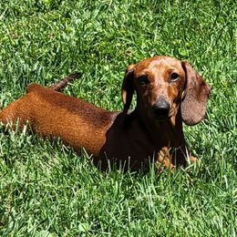 Dachshunds from Pudgy Paws Dachshunds