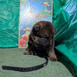 Black - Sable male German Shepherd puppy in Motley, Minnesota from Von Thomson Haus