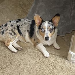 Mani - Pembroke Welsh Corgi