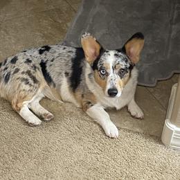 Mani - Pembroke Welsh Corgi