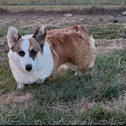 Oakley - Sable female Pembroke Welsh Corgi puppy in Bloomfield, Iowa from Seven B Corgis & Doxies