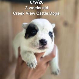 Girl 3 - Blue mottled female Australian Cattle Dog puppy in Monroe, North Carolina from Creek View Cattle Dogs