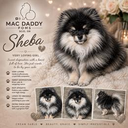 Sheba - Pomeranian