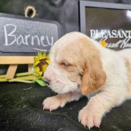 Barney - Red and white male Basset Hound puppy in Pleasant Lake, Michigan from Pleasant Bay Basset Hounds