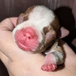 AKC Red Baby Girl 2 - Red female Boston Terrier puppy in Kingsport, Tennessee from Sleepwalker Bostons