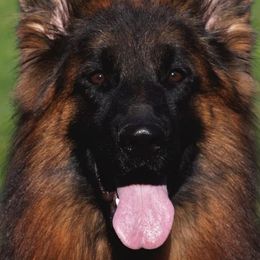 Niki - German Shepherd