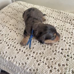 Cockapoo and Dachshund Puppies from Cochran's Cockapoo's