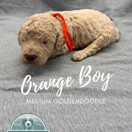 Orange Boy - Apricot male Goldendoodle puppy in Travelers Rest, South Carolina from Bailey Mountain Doodles