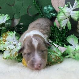 Pearl - Sable merle and white female Collie puppy in Carencro, Louisiana from Cajun Bayou's Collies LLC