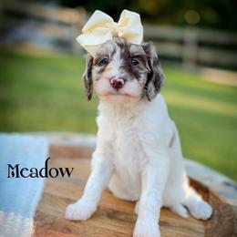 Meadow - Parti female Double Doodle puppy in Cleveland, Tennessee from Edgewater Doodles & Designer Pups
