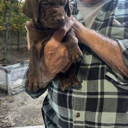 German Shorthaired Pointer and Wirehaired Pointing Griffon Puppies from County Line Pointers