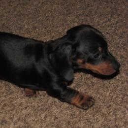 Cavalier King Charles Spaniels and Dachshunds from Lori's Cavalier King Charles Spaniels & Dachshunds