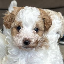 Bernedoodle Puppies from Bollinger Family Puppies
