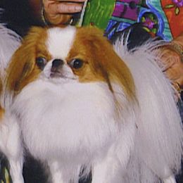 Japanese Chins from Cherie Boice