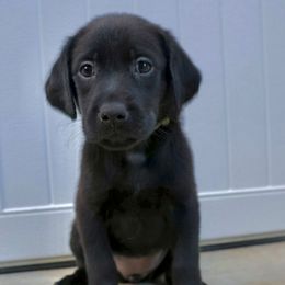 Girl 3 - Black female Labrador Retriever puppy in Disputanta, Virginia from Powells Creek Retreivers