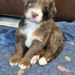 Boy 1 - Merle male Bernedoodle puppy in Waco, Texas from Blessings Pups Doodles
