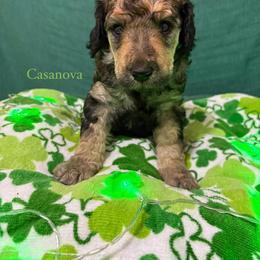 Casanova - Sable male Poodle puppy in Conway, Arkansas from Arkansas River Poodles
