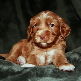 Melba - Apricot female Australian Labradoodle puppy in Stanwood, Washington from Victoria Creek Australian Labradoodles