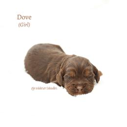 Dove - Chocolate female Australian Labradoodle puppy in Hurricane, Utah from Red Desert Doodles