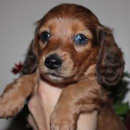 Poppy - Dapple female Dachshund puppy in Stockton, California from Wiggles & Wags Dachshund's