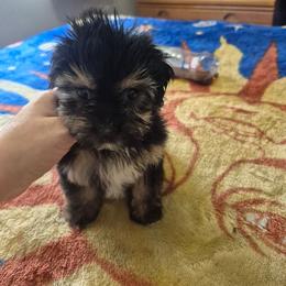 Toby - Black & tan tri-color male Maltipoo puppy in Everett, Washington from Meadows Ranch