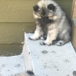 Keeshond Puppies from SummerMist Keeshond