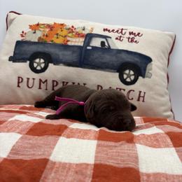 Dark pink - Chocolate female Labrador Retriever puppy in Heath Springs, South Carolina from Rich Hill Retrievers