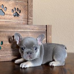 French Bulldog puppies from Haus of Sin City Hunz
