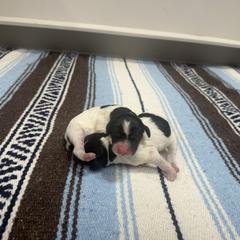 Girl 1 - Blue belton and tan (tri-color) female English Setter puppy in Potosi, Wisconsin from Point and Flush Gun Dogs