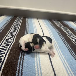 Girl 1 - Blue belton and tan (tri-color) female English Setter puppy in Potosi, Wisconsin from Point and Flush Gun Dogs