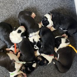 Border Collie Puppies from Fluffy Nugget Farm