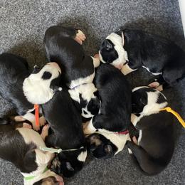 Border Collie Puppies from Fluffy Nugget Farm