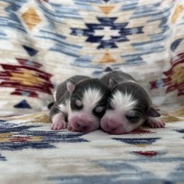 Girl 2 - Blue female Pomsky puppy in Henderson, Kentucky from Paris Pomskies