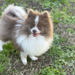 CHESS - Lavender Parti - Lavender male Pomeranian puppy in Shepherd, Texas from Treasured Jewels Pomeranians