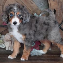 Girl 1 - Blue merle female Aussiedoodle puppy in Lawton, Oklahoma from Lindsey’s Aussies