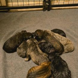 Boy 6 - Gray male Cane Corso puppy in Sturgeon Lake, Minnesota from Coffee Lake K9s